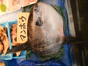 20091121 -���T�̔����ł�-_29