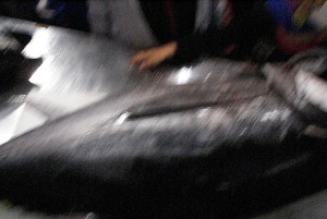 20091121 -�{�}�O���R�{�̂̉�̎���������-_7