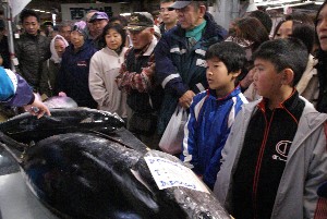 20091121 -�{�}�O���R�{�̂̉�̎���������-_15