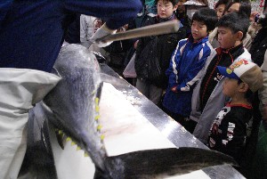 20091121 -�{�}�O���R�{�̂̉�̎���������-_17