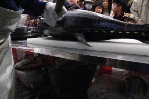 20091121 -�{�}�O���R�{�̂̉�̎���������-_24