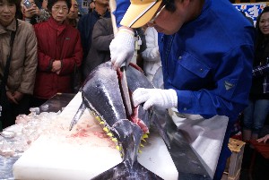20091121 -�{�}�O���R�{�̂̉�̎���������-_34