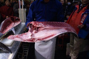 20091121 -�{�}�O���R�{�̂̉�̎���������-_39