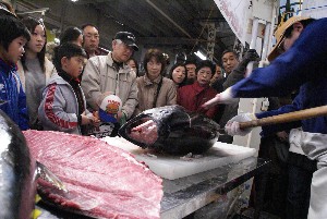 20091121 -�{�}�O���R�{�̂̉�̎���������-_51
