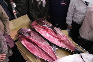 20091121 -�{�}�O���R�{�̂̉�̎���������-_62