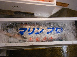 20091128 -���T�̔����ł�-_59