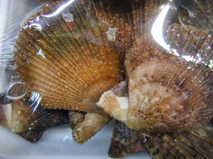 20091205 -���T�̔����ł�-_60