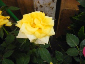 20091219 -���T�̔����ł�-_11