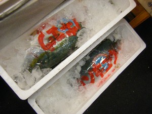 20091219 -���T�̔����ł�-_44