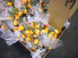 20091226 -���T�̔����ł�-_12