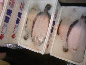 20091226 -���T�̔����ł�-_37