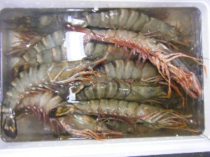 20091226 -���T�̔����ł�-_49