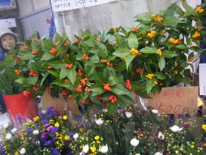 20100101 -�V���؂蔲��-_14