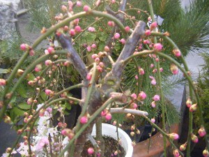 20100227 -���T�̔����ł�-_15