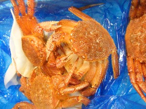 20100227 -���T�̔����ł�-_40