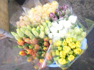 20100306 -���T�̔����ł�-_8