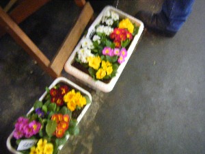 20100306 -���T�̔����ł�-_11