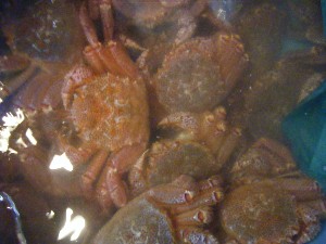 20100306 -���T�̔����ł�-_27