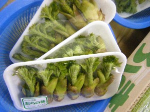 20100313 -���T�̔����ł�-_5