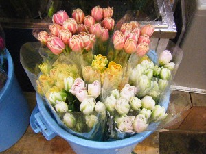 20100313 -���T�̔����ł�-_11
