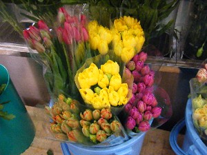 20100313 -���T�̔����ł�-_12