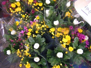 20100313 -���T�̔����ł�-_24