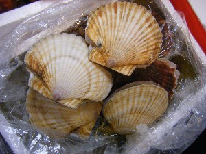 20100327 -���T�̔����ł�-_52