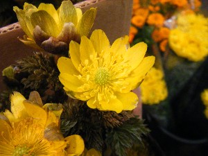 20100403 -���T�̔����ł�-_22