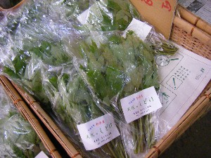 20100410 -���T�̔����ł�-_18