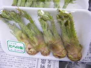 20100410 -���T�̔����ł�-_20