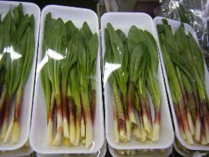 20100417 -���T�̔����ł�-_4