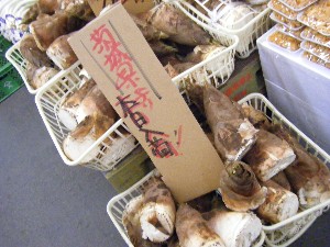 20100417 -���T�̔����ł�-_8
