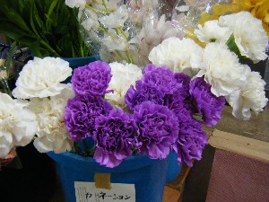 20100508 -���T�̔����ł�-_43