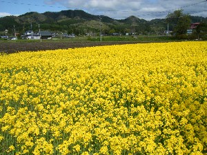 20100515 -���T�̔����ł�-_1