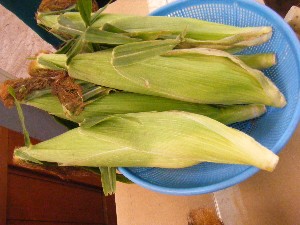 20100522-���T�̔����ł�-_6