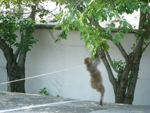 20100618 - 񂵌-_11