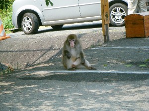 20100618 - 񂵌-_16