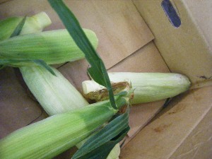 2010/07/10 -���T�̔����ł�-_20