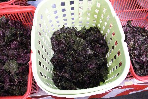 2010/07/18 -�����̗t�����ݎ����� �����W����X�͗��T�J��-_5