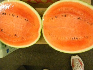 20100731-���T�̔����ł�-_14