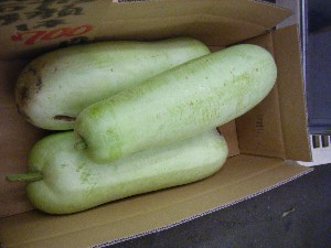20100821-���T�̔����ł�-_21