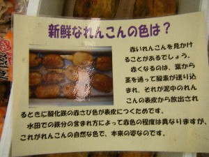 2010/09/04 -���T�̔����ł�-_13