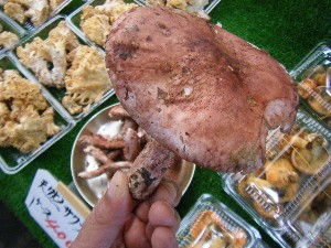 2010/09/18 -���T�̔����ł�-_8