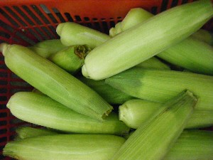 2010/09/18 -���T�̔����ł�-_26