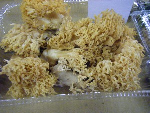20100925 -���T�̔����ł�-_1
