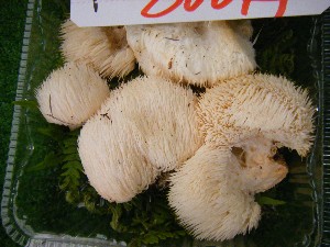 20101002 - ���T�̔���� -_33
