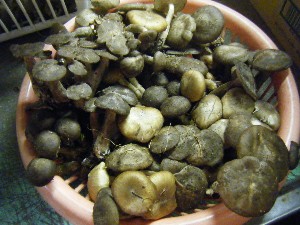 20101002 - ���T�̔���� -_42