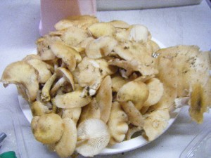 20101002 - ���T�̔���� -_44