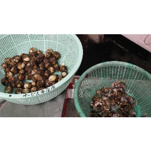 20101009 - ���̎q�`�ƃY�{�C�������� -_10