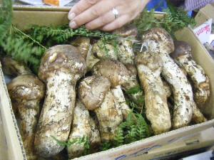 20101009 - ���T�̔����ł� -_2